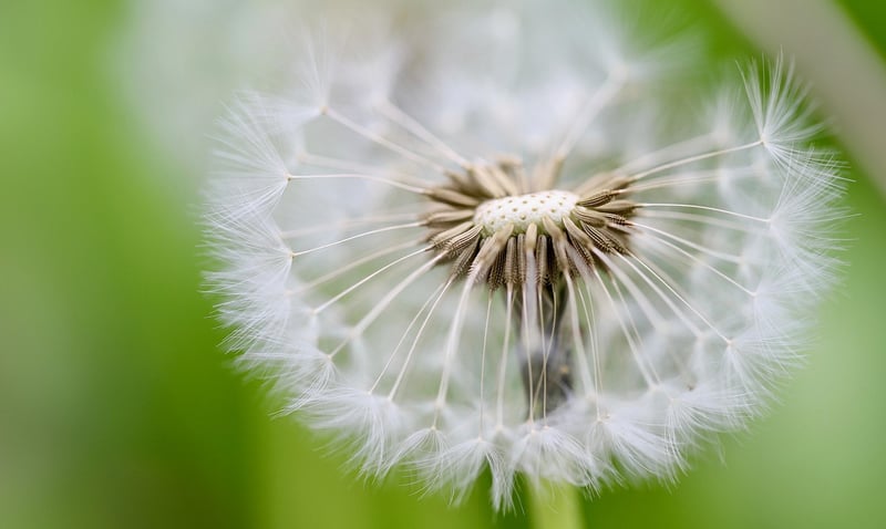Legends of Rare Seeds