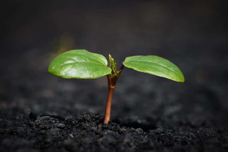 Sorcery in Soil Management