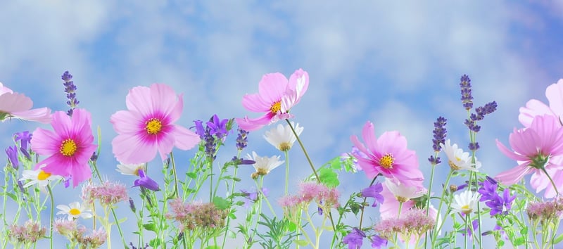 Dreamy Garden Paradise